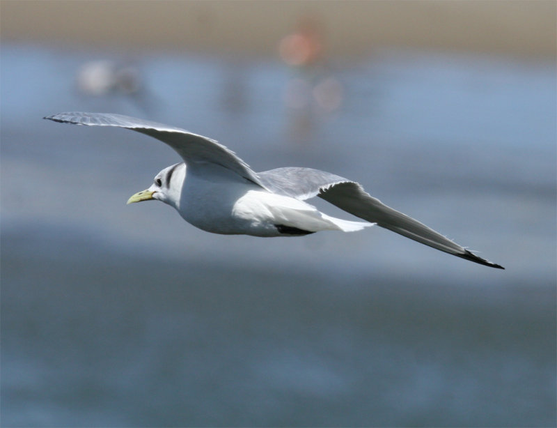 Black-legged Kittiwake