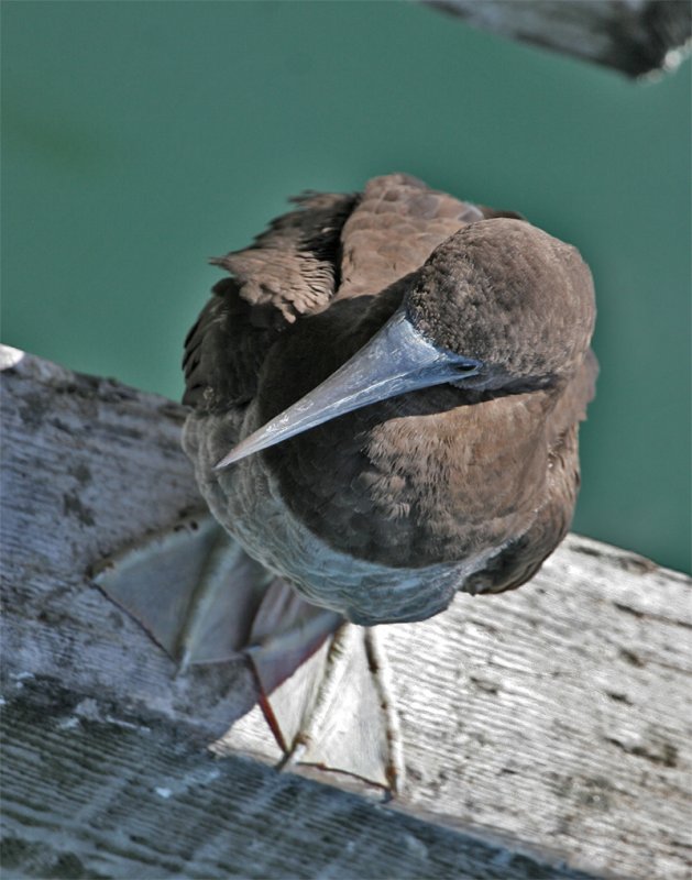 Brown -Booby 2
