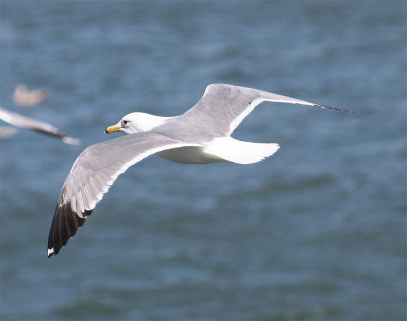 California Gull, 1st alternate plumage