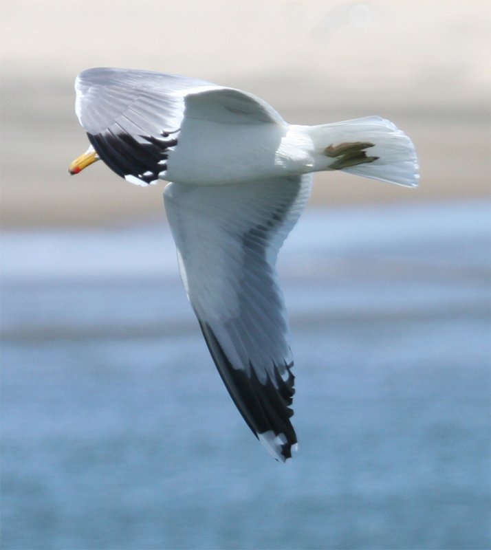 California Gull, alternate plumage