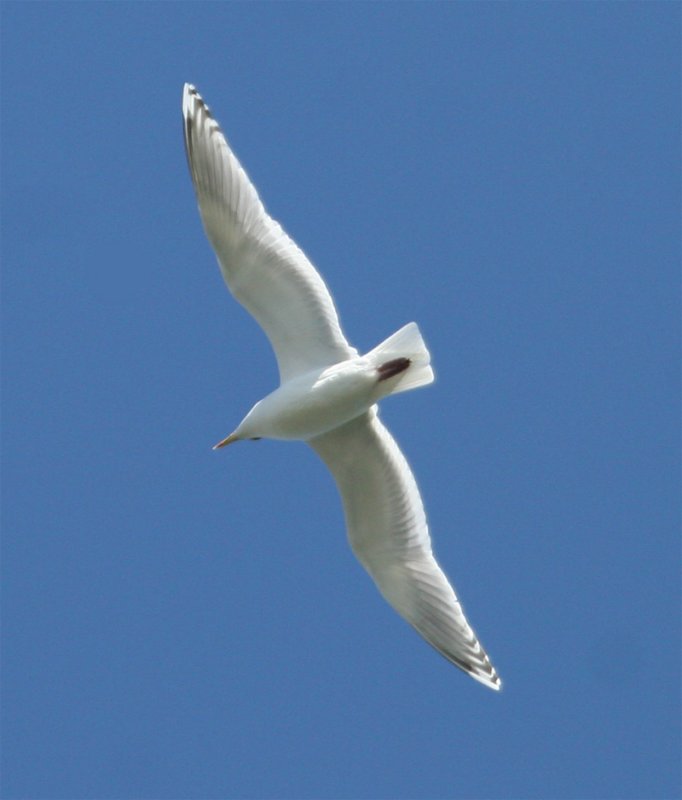 Thayer's Gull