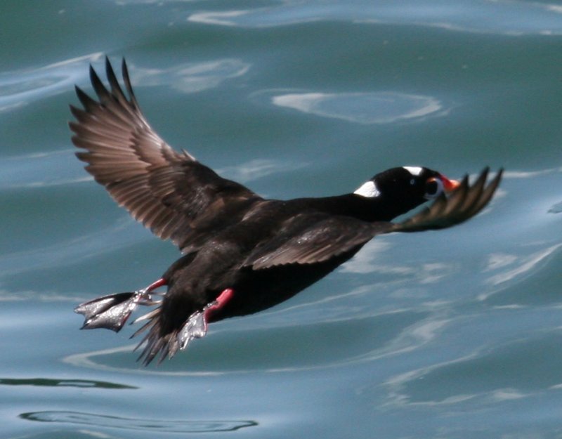Surf Scoter...two flaps down