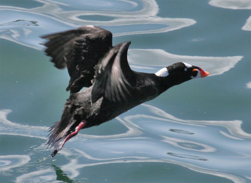 Surf Scoter takeoff