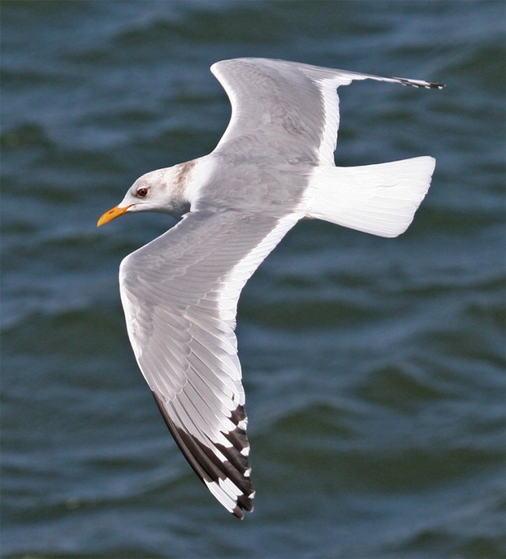 Mew Gull alternate plumage 2