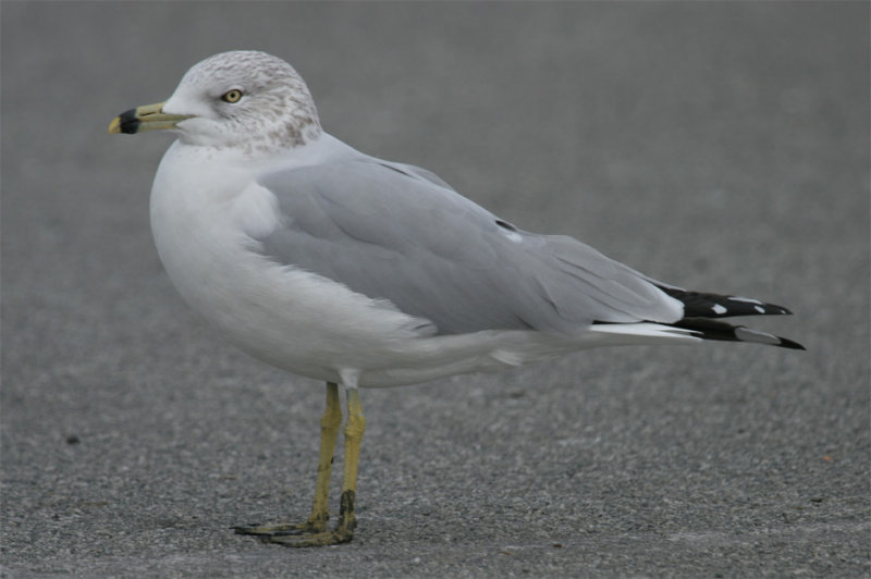 Adult Ring-billed Gull  winter