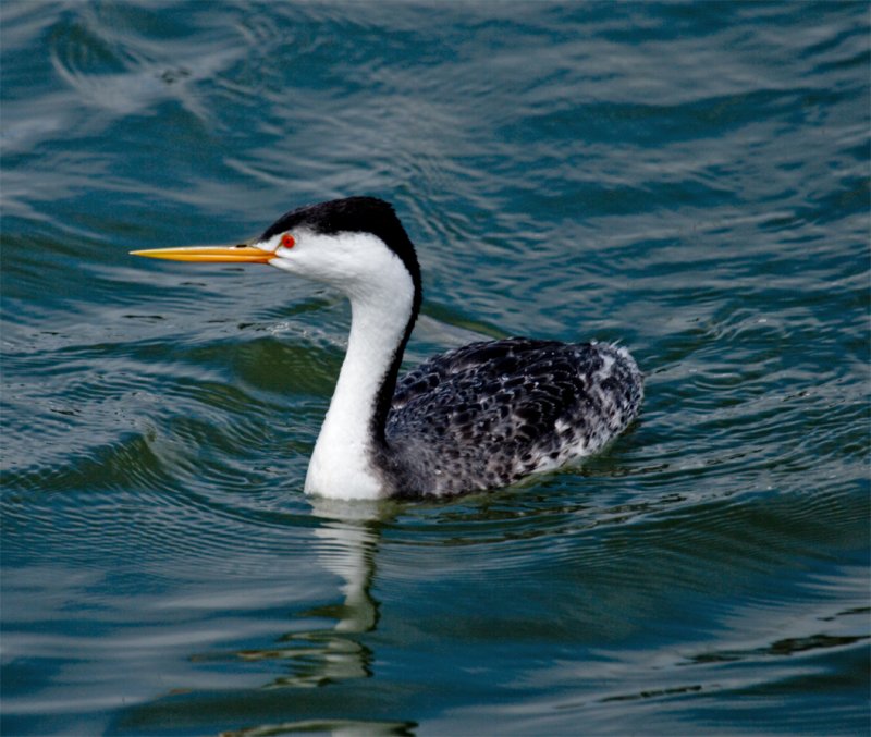 Clark's Grebe