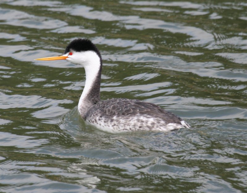Clark's Grebe...final review