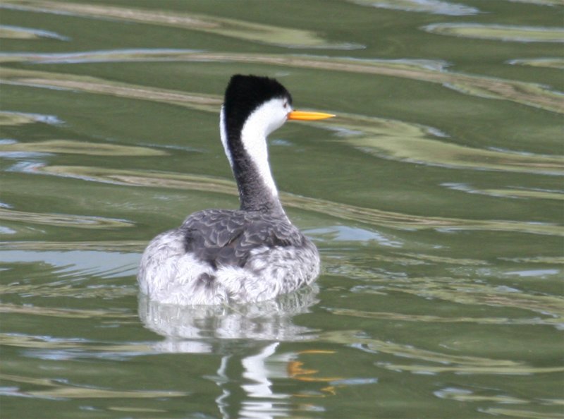 Clarks Grebe...flank color