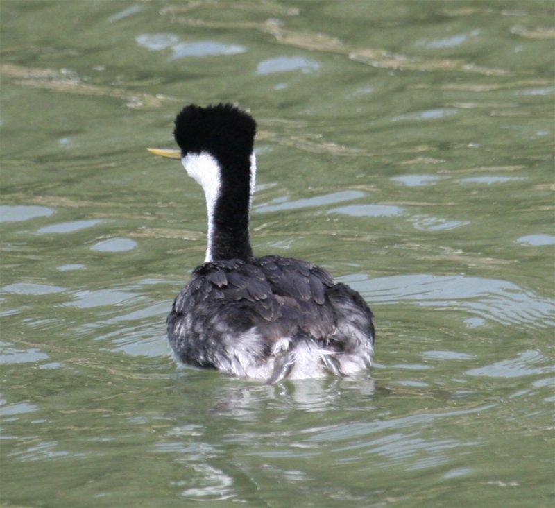 Western Grebe, flank and back color