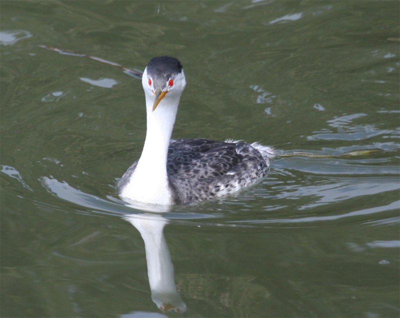 Western vs. Clark's Grebe