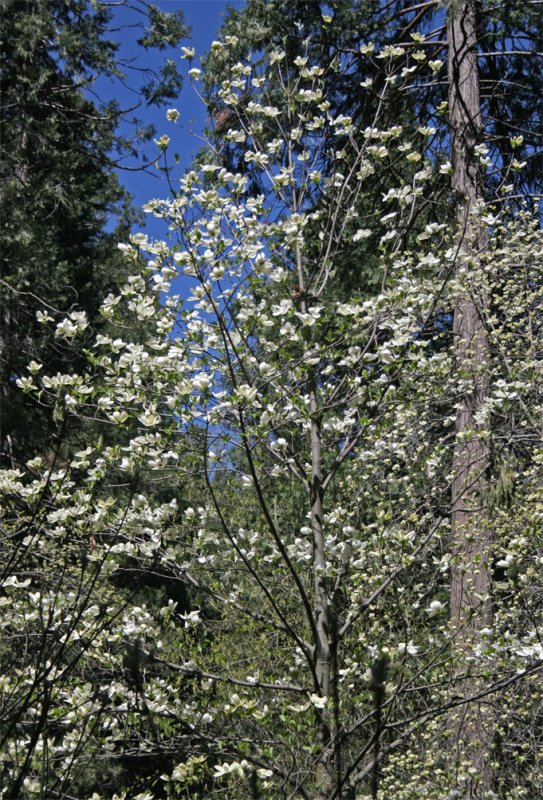 Flowering Dogwood