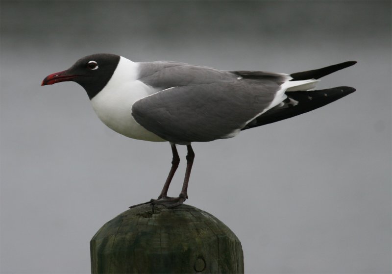 Laughing Gull