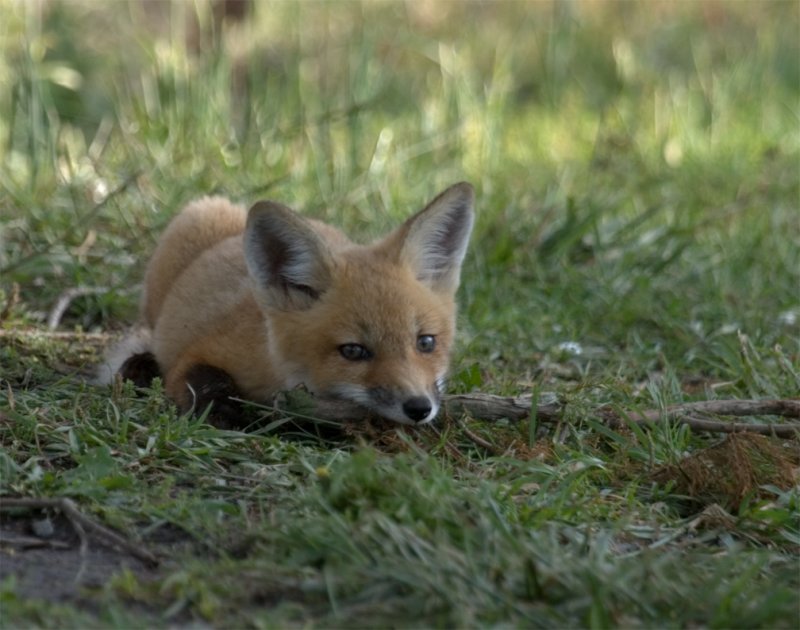 Gnawing on a pine bough