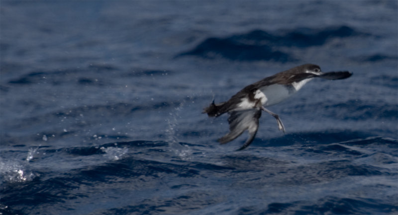 Audobon's Shearwater taking off
