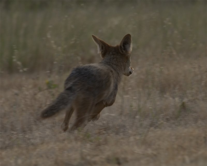 Coyote  at my house