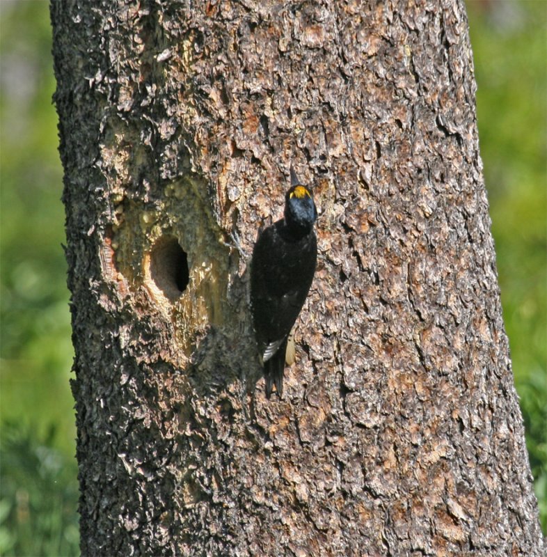 Male Black-backed Woodpecker