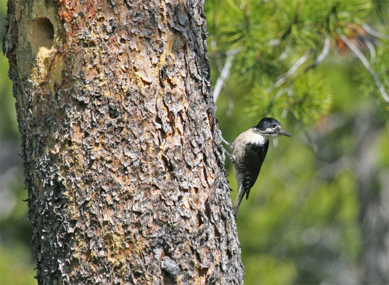 Female Black-backed Woodpecker