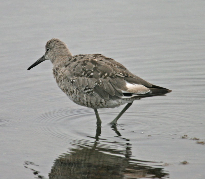 Migrant Willet - alternate plumage