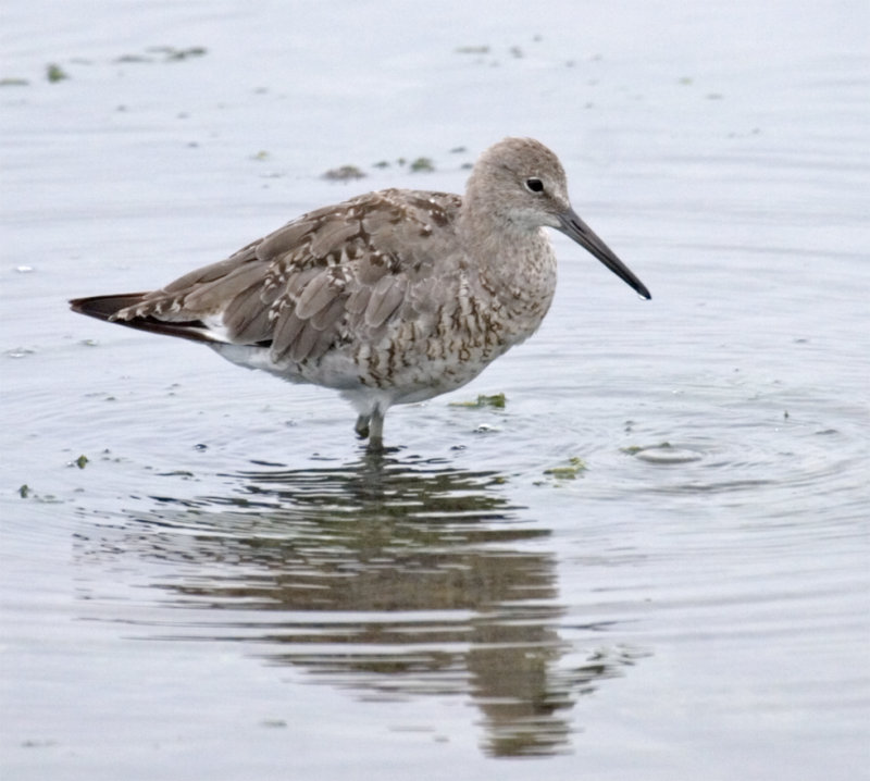 Willet-Molting