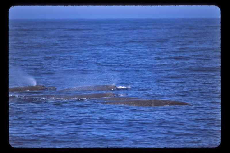 Baird's Beaked Whales