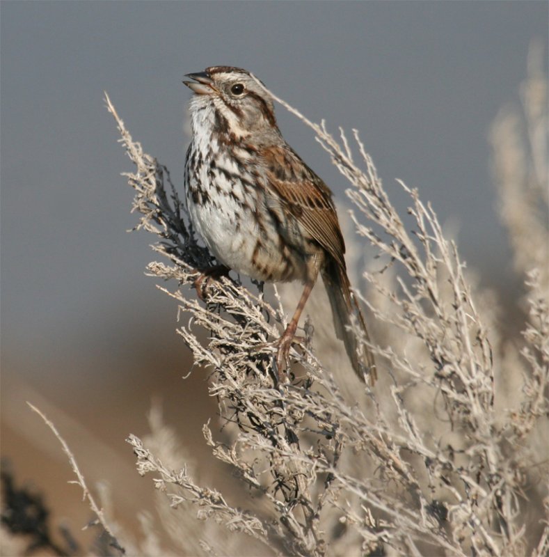 Song Sparrow