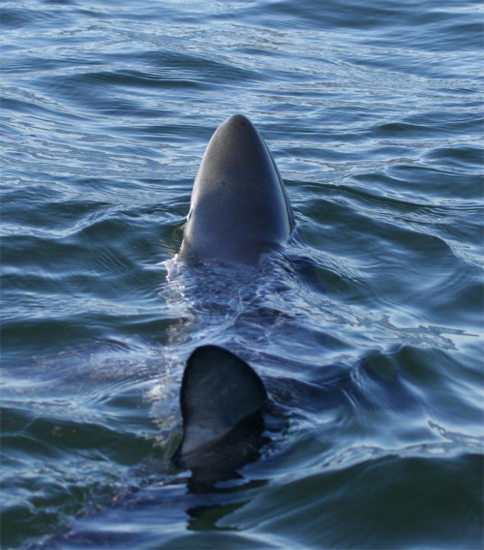 Blue Shark - Monterey Bay,  Oct 7, 2007