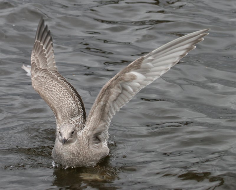 Thayer's Gull - Primary web comparison