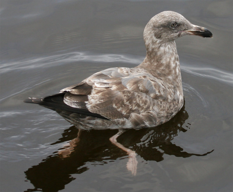 Western Gull 2nd cycle