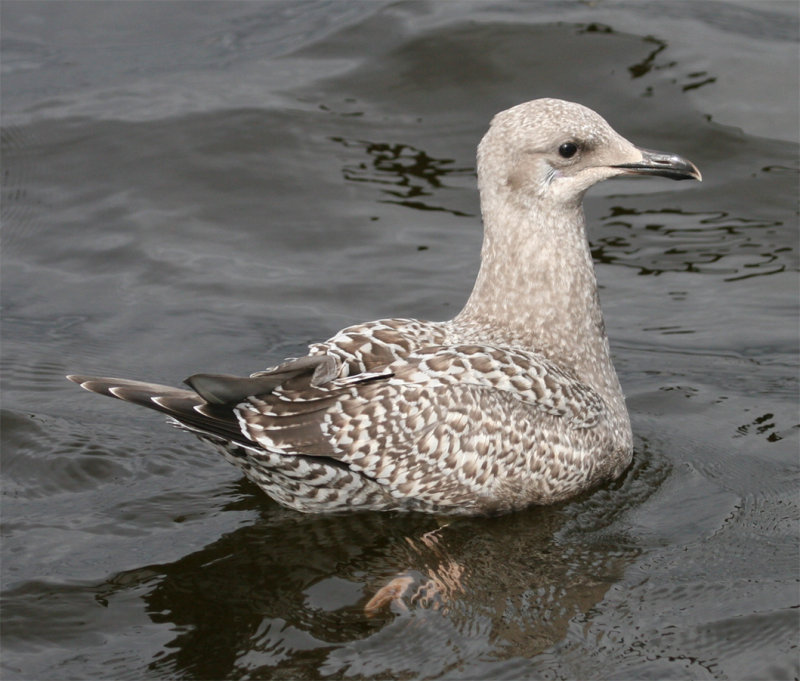 First cycle Thayer's Gull Tutorial