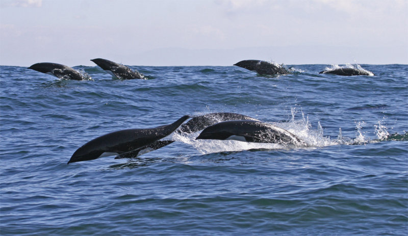Northern Right-whale Dolphins