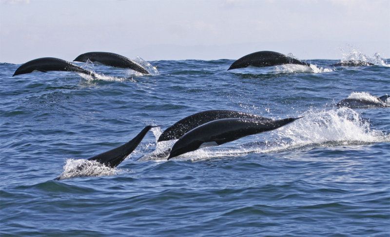 Northern Right-whale Dolphins