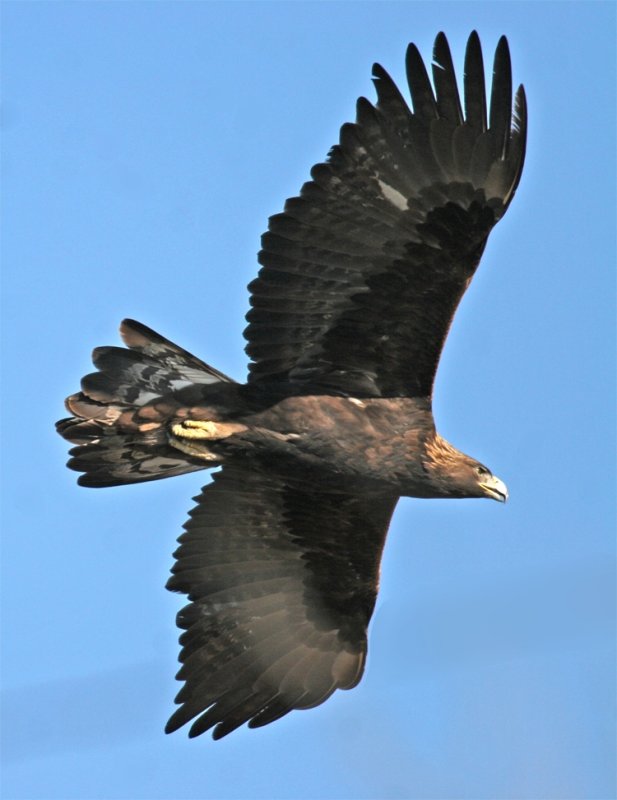 Golden Eagle in flight