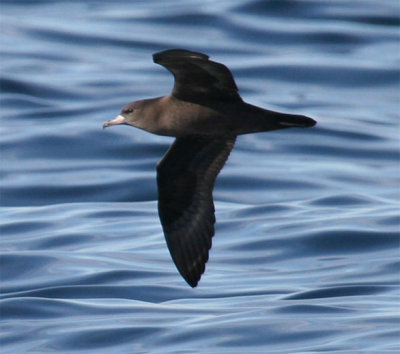 Pelagic Birds