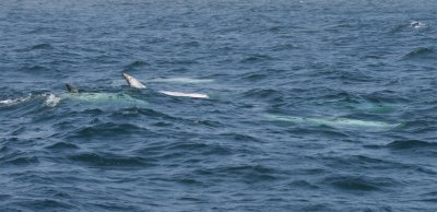 Rissos Dolphins above & below the surface