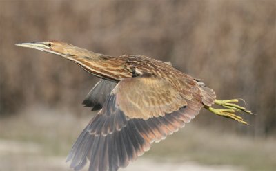 American Bittern in Flight