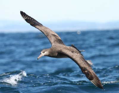 Black-footed Albatross