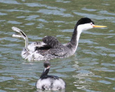 Western vs. Clark's Grebe