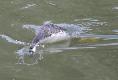 Bird Quiz Answers