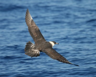 Pomarine Jaeger