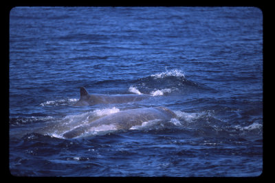 g6/34/605434/3/83403782.SX6aNuuv.jpg