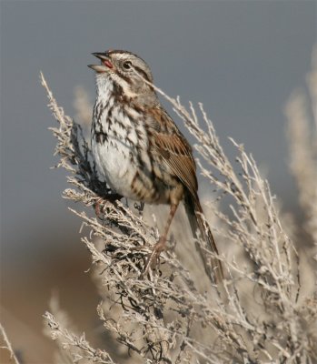 Song Sparrow