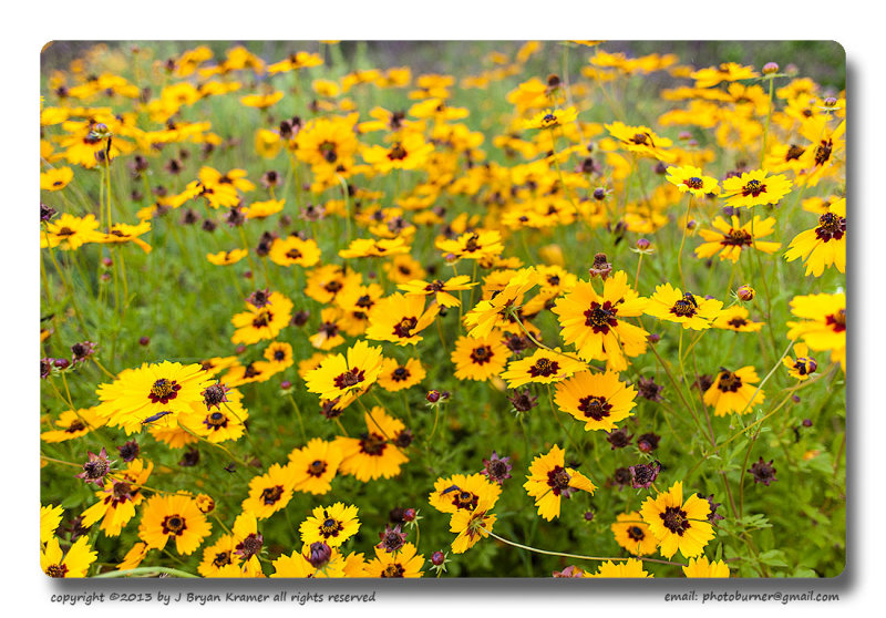 Coreopsis 28mm full frame