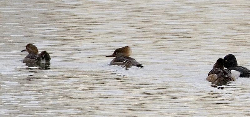 mergansers