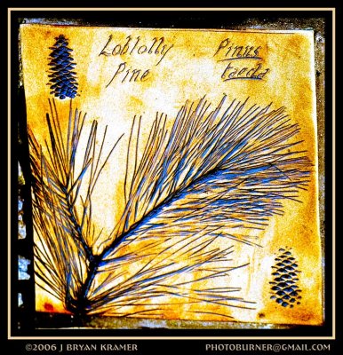 Loblolly pine