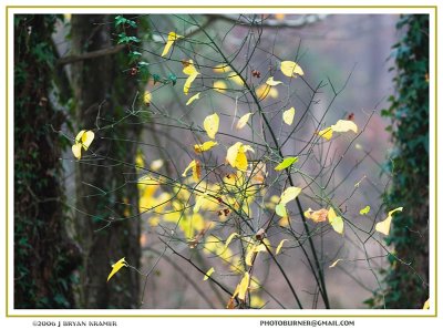 Yellow leaves