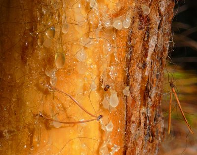 Weeping Tree