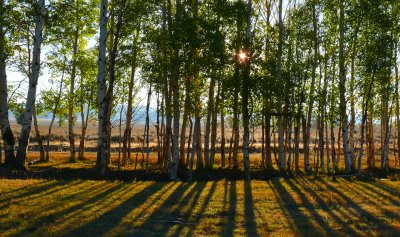 Casting Shadows