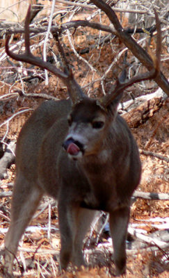 Mmmm, Acorns