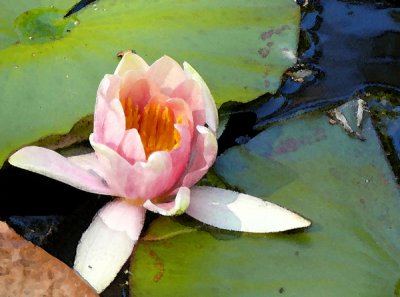 Water Lily Watercolor