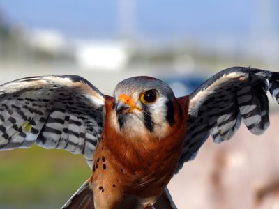 Kestrel Wings